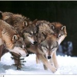 Wolves [800x600]